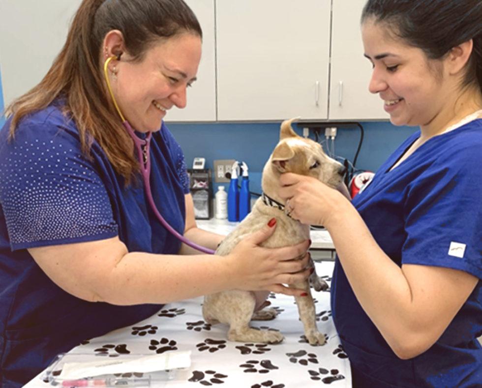 About VIP Petcare Wellness Centers VIP Petcare