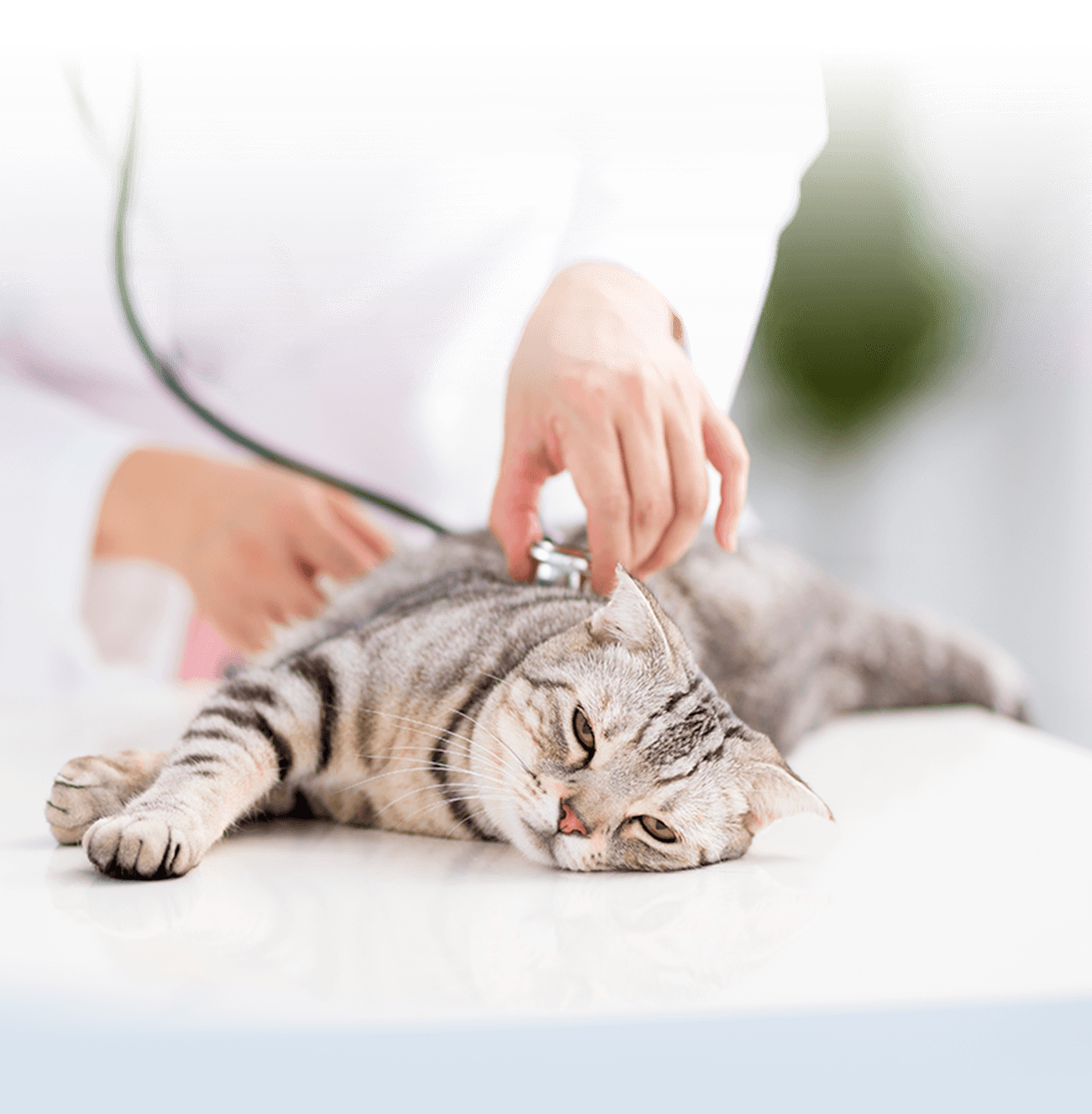 Services & Pricing Service Packages VIP Petcare