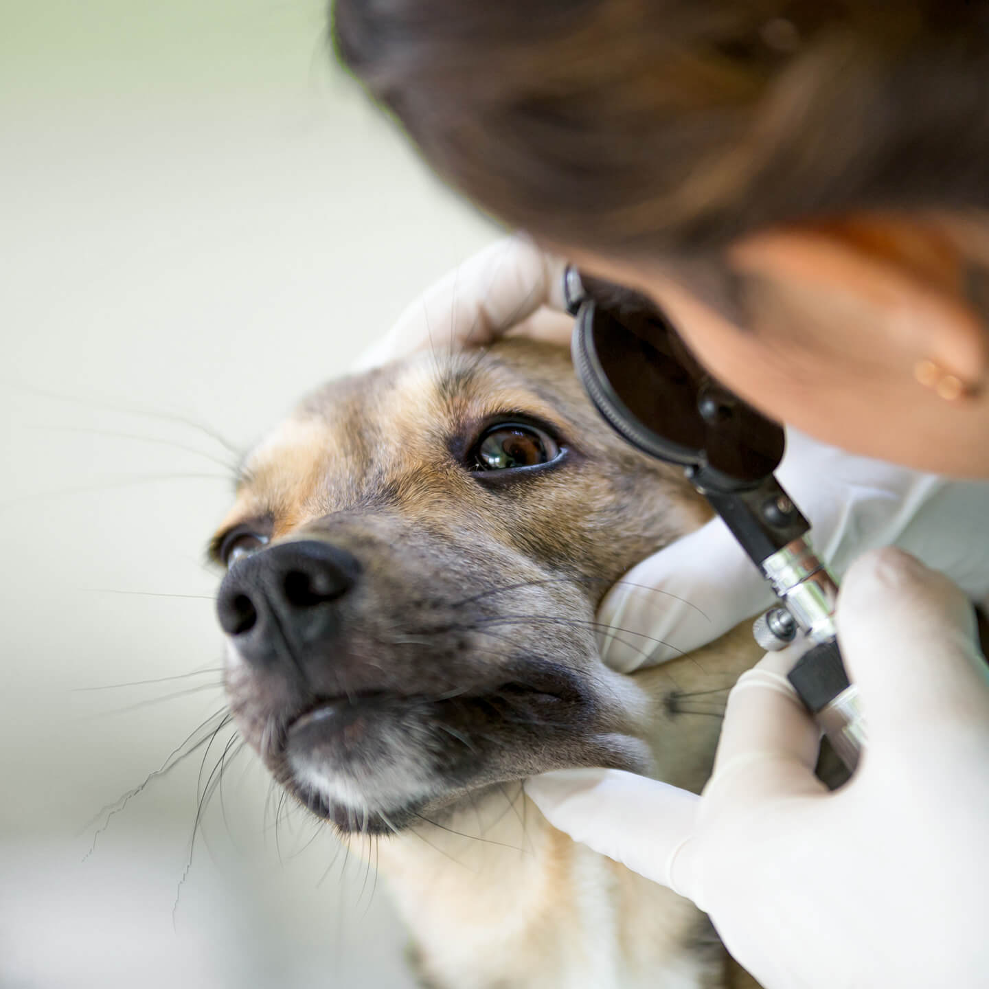 Minor Medical Care – Eye Package | VIP Petcare