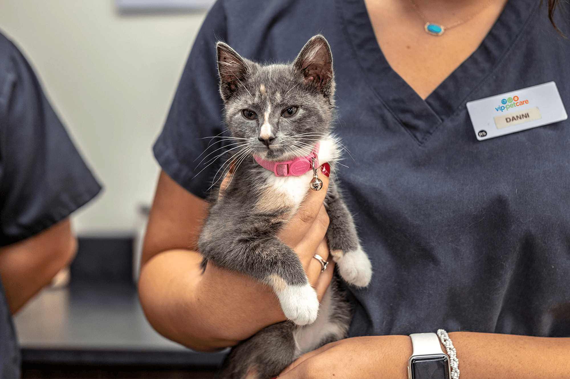 Clinic staff holding cat