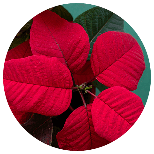 Poinsettias