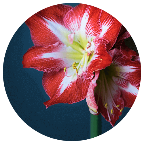 Amaryllis