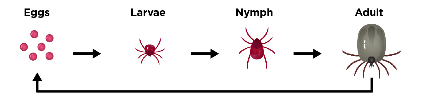 The Tick Lifecycle