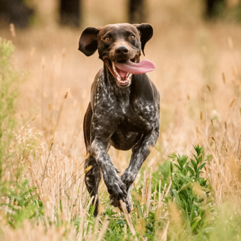 Ticks: A Big Problem for You & Your Pet