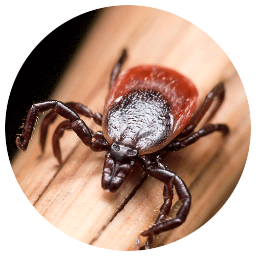 Blacklegged Tick