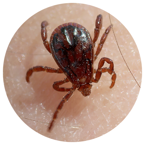 Brown Dog Tick