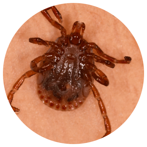 Gulf Coast Tick