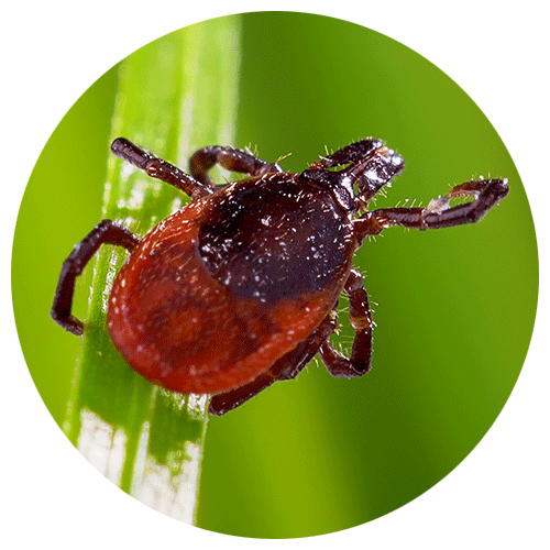 Western Blacklegged Tick