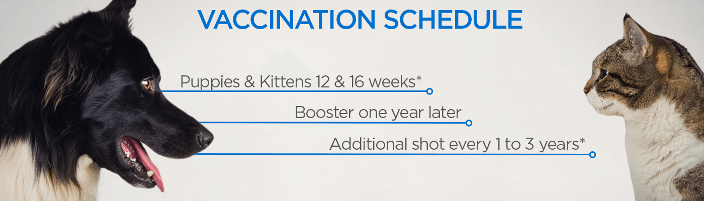 Vaccination Schedule: Puppies and Kittens, 12 & 16 weeks; Booster one year later; Additional shot every 1-3 years.