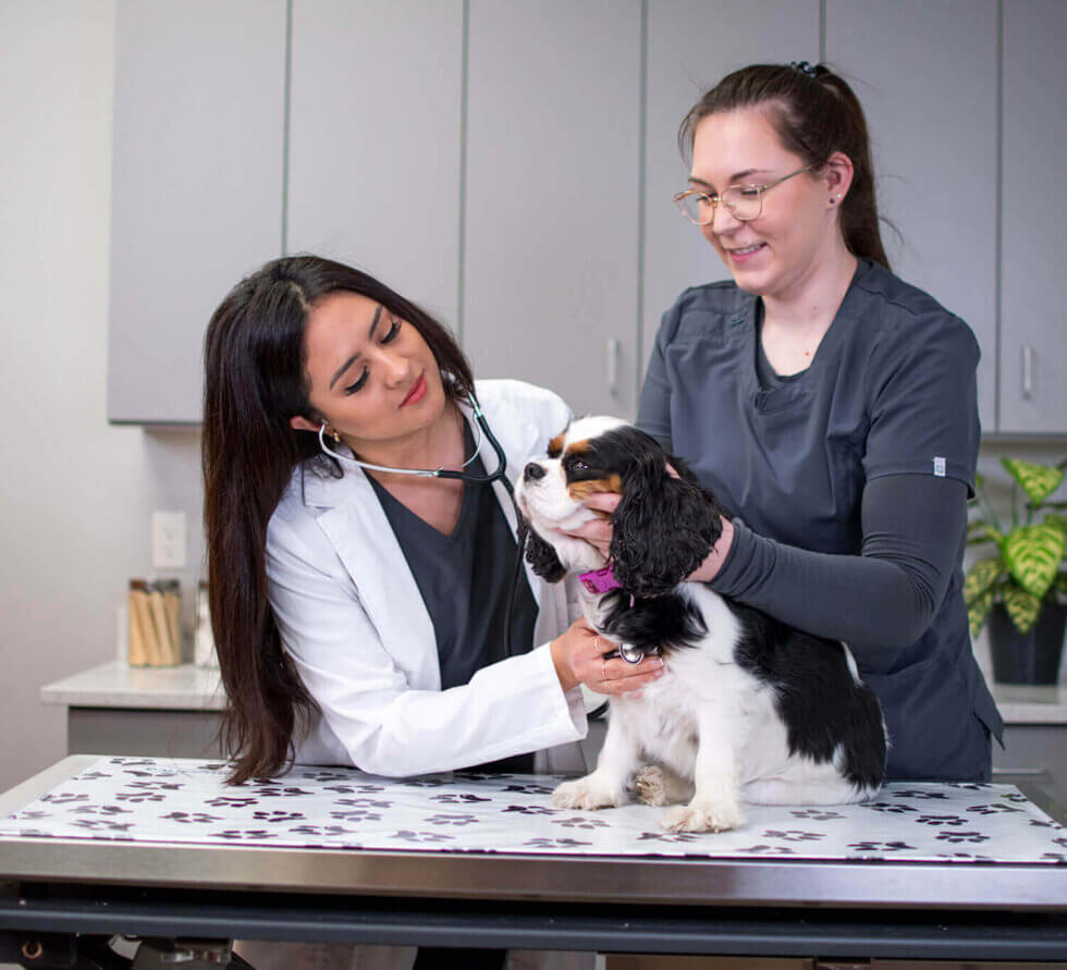 Modernizing Veterinary Care VIP Petcare VIP Petcare