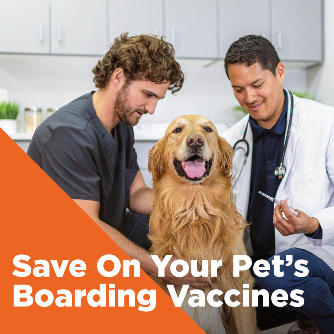 Bordetella, Leptospirosis and Canine Influenza Vaccines Bordetella, Leptospirosis and Canine Influenza Vaccines