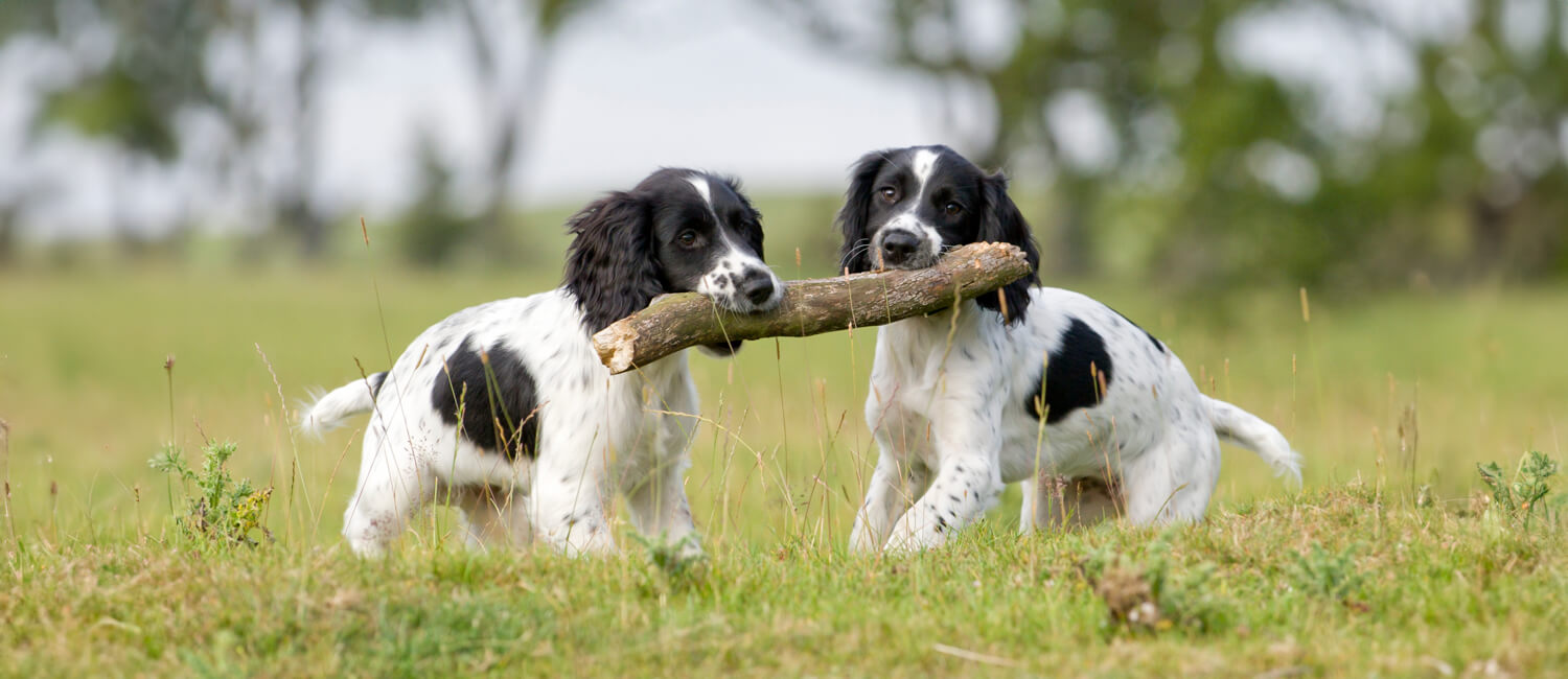 2 cute puppies playing with a stick in a grassy field