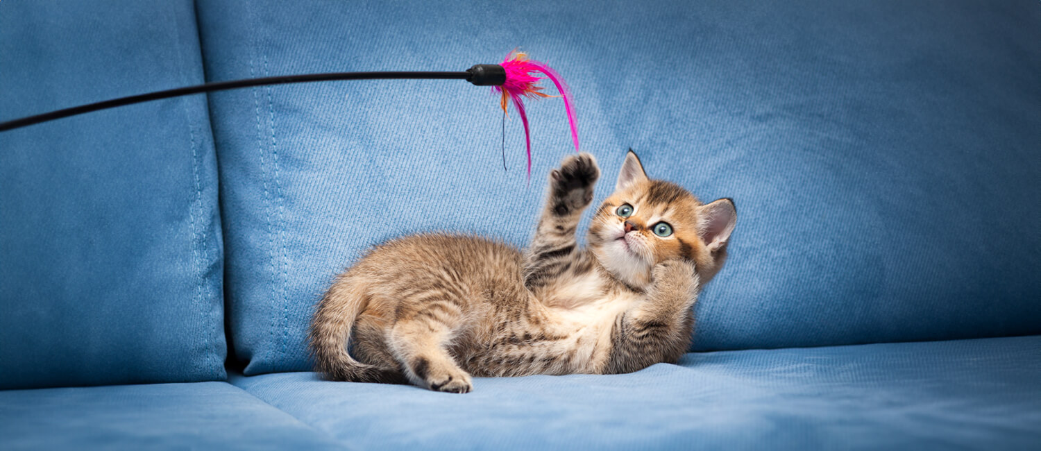 A cute kitten lying on a blue couch plays with a cat toy