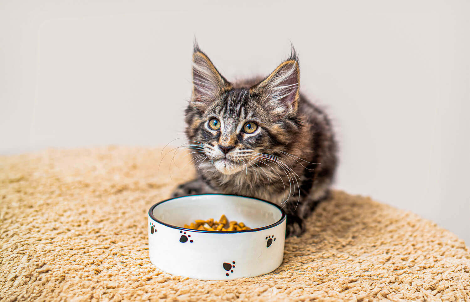 Kitten Guide