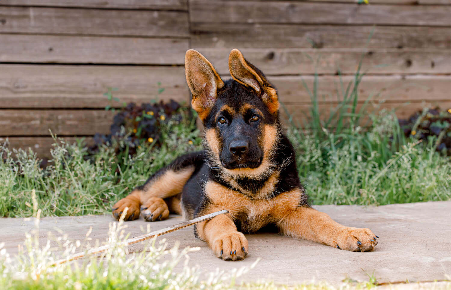 Puppy Guide