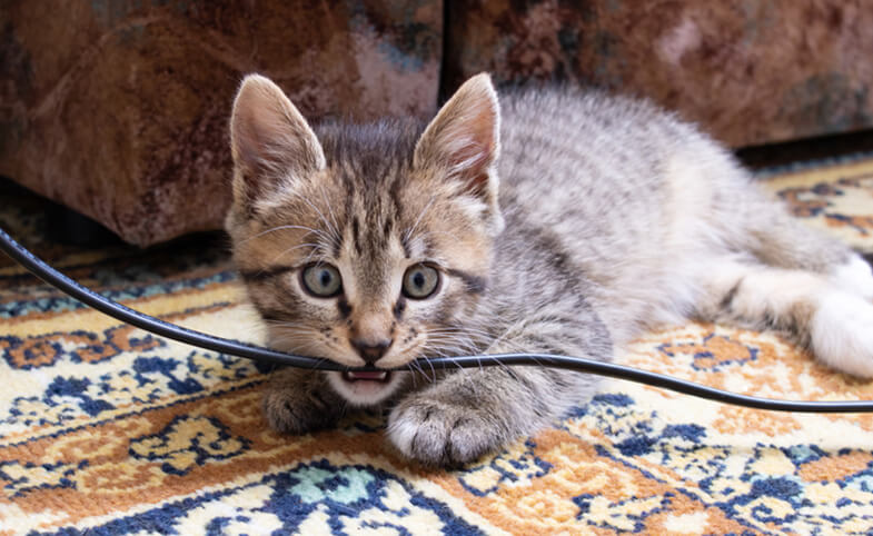 cat_chew_cable
