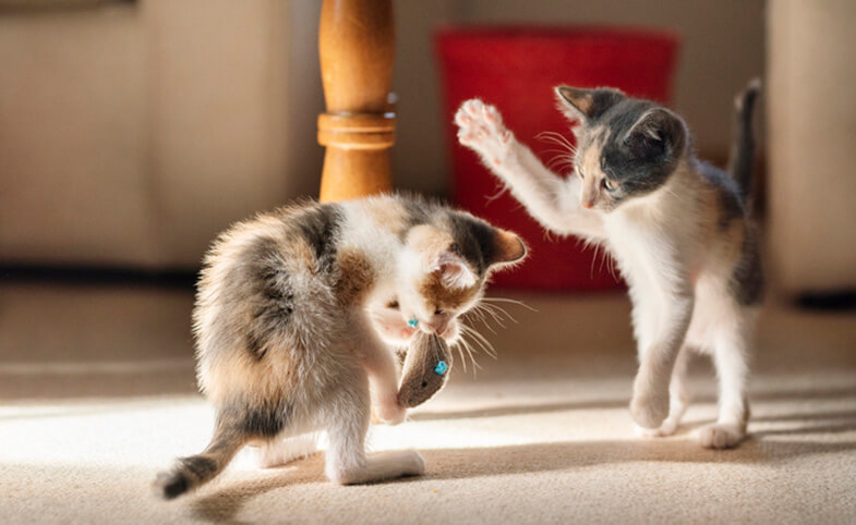 cat_small_toy