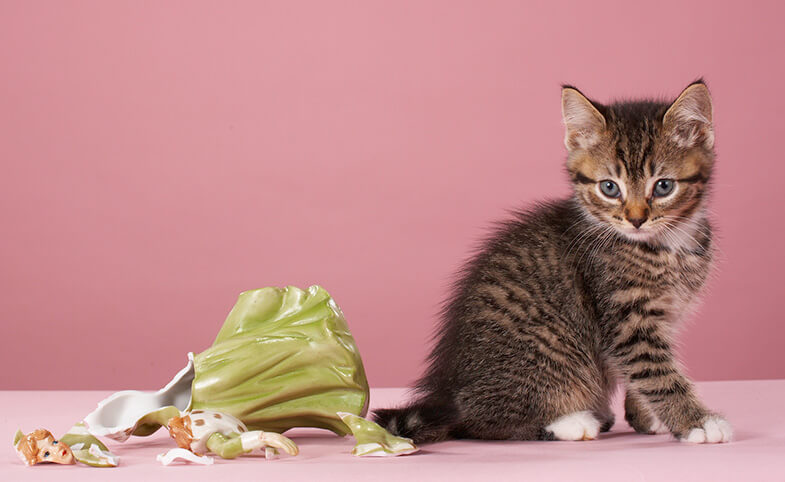 kitten_breakable