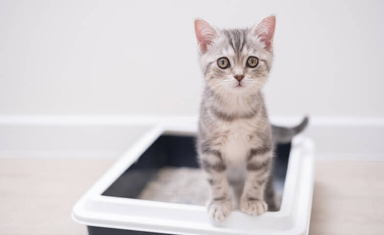kitten_litterbox