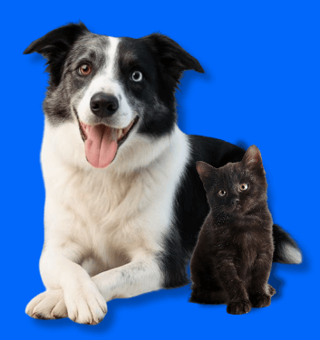 Blog Image 2 Puppy Guide